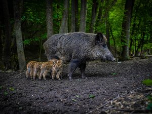 Cinq sangliers retrouvés morts dans une parcelle agricole : ni impact de balle ni trace d'une éventuelle collision sur les dépouilles, cette incroyable hypothèse privilégiée