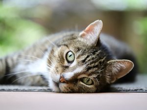 Un habitant découvre un sac abandonné avec un chat à l'intérieur, la ville se mobilise pour retrouver son propriétaire... et finit par l'adopter !