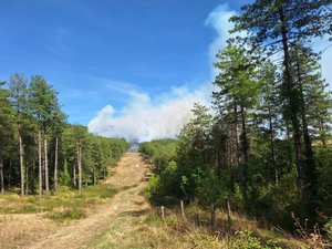 Canicule : un incendie en cours à la frontière entre l'Aveyron et l'Hérault menace 40 hectares de végétation dans une zone difficile d'accès, près de 100 sapeurs-pompiers engagés