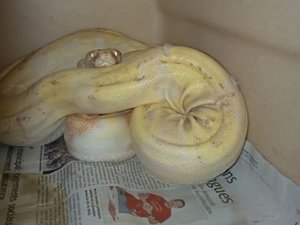 Il s'était échappé pendant une semaine sans s'être vraiment échappé : le boa constrictor albinos était (peut-être) resté à la fraîche