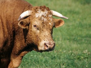 Aux portes de l'Aveyron, un octogénaire grièvement blessé après la charge d'un taureau