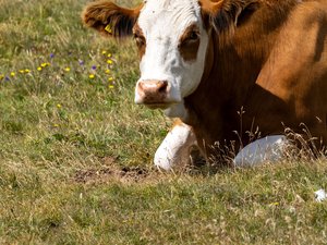 La bétaillère s'ouvre accidentellement et la vache tombe sur la route, trois voitures suivaient, l'une d'elles finit sur le toit