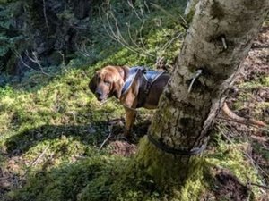 Un cueilleur de champignons de 74 ans doit la vie à Spartan, le Saint-Hubert des gendarmes, après avoir passé 48 heures piégé dans un trou