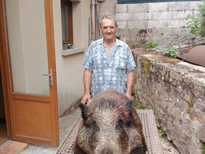 "La saison démarre bien" : avant même l'ouverture, les chasseurs de l'Aveyron s'accordent un sanglier de 120 kilos