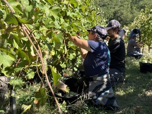 "La récolte s'annonce plutôt belle" : au coeur des vendanges en Aveyron entre Entraygues-sur-Truyère et Le Fel