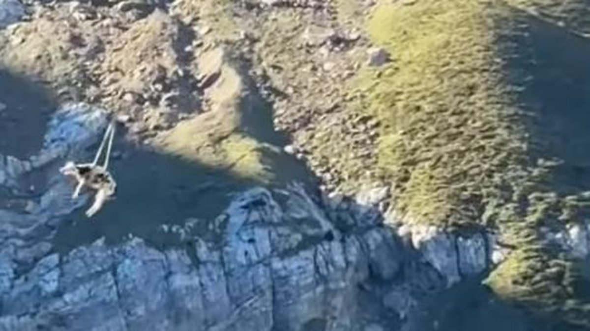 "Oh non mais bébou !" : la vidéo d'une vache héliportée dans les Pyrénées devient virale, et la réaction du couple de randonneurs aussi