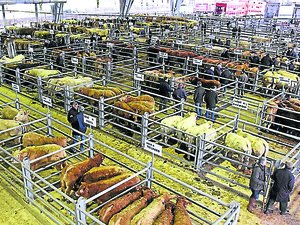 Le marché aux bestiaux de Laissac poursuit sa transformation : ce qui va changer en octobre