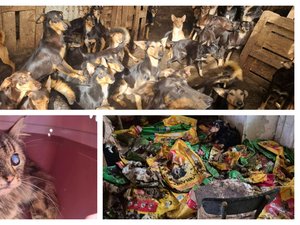 "Enfermés dans l'obscurité, entassés les uns sur les autres au milieu des excréments" : une centaine de chats et chiens découverts après la mort d'un homme de 78 ans