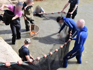 Cambriolage improbable : ils dérobent plus de 200 carpes koï pour les déverser dans des étangs, et font fortune en louant les plans d'eau à des pêcheurs