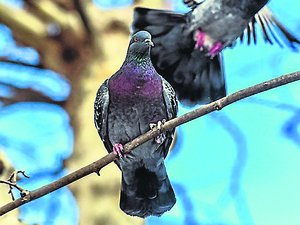 "Le gazage est une mort violente et lente" : la régulation des pigeons dans cette commune de l'Aveyron épinglée par une association