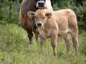 L'excellence de la race aubrac entre en compétition dans ce village de l'Aveyron qui accueille le concours départemental