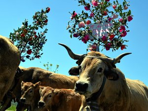 "Il incarne le lien autour de tout ce qui fait la force du territoire, son agriculture et son élevage" : à Paris, le Marché des pays de l'Aveyron aura pour thème "transhumances et agropastoralisme"