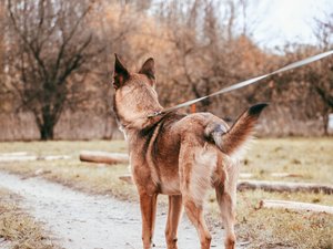 Il promène ses deux chiens qui se mettent à l'arrêt l'un après l'autre : ils avaient flairé une dame qui avait passé la nuit coincée dans un puits