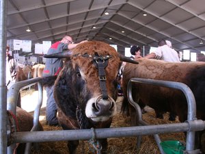 Présidentielle 2027 : sécheresse, canicule, fourrage, trésorerie... Au Sommet de l'élevage de Cournon, un défilé de candidats à l'élection attendu de pied ferme