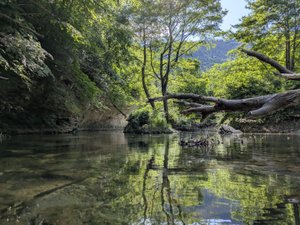 Cyanobactéries dans la rivière Tarn : "Même en ayant une bonne qualité d'eau, on en aura quand même", faut-il s'en inquiéter ?