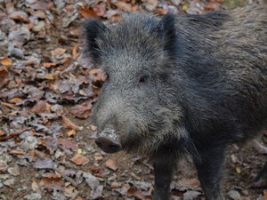 "Il se peut que la battue s'étende à des quartiers périphériques" : prudence en raison d'une battue aux sangliers dans cette commune de l'Aveyron