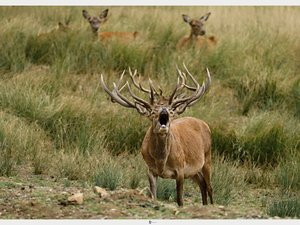 "On se sent très petit, on peut observer, la parade est spectaculaire" : le brame du cerf suscite l'engouement en Aveyron