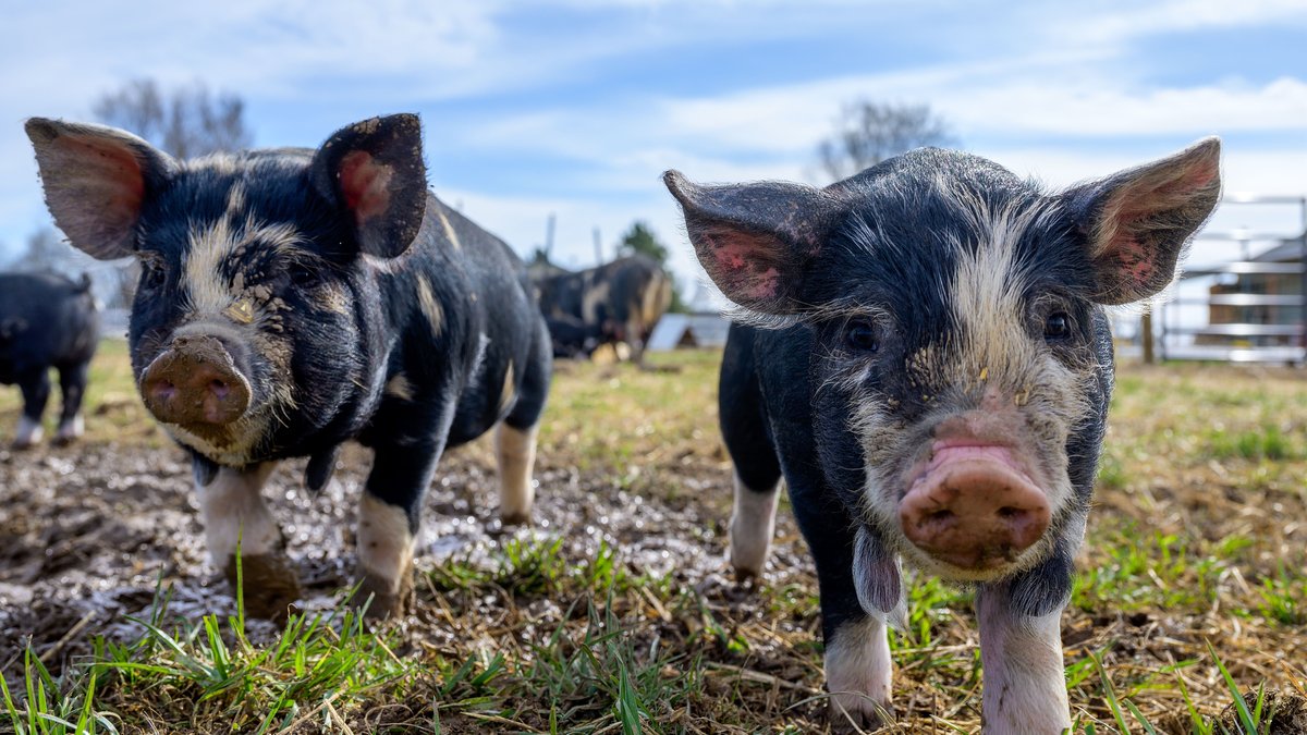 cochon