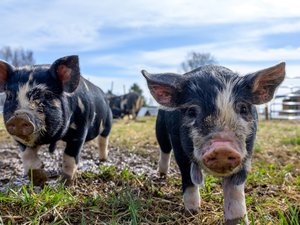 "Vous n'avez qu'à le manger" : des chasseurs abattent le cochon miniature d'une ferme pédagogique lors d'une battue, la propriétaire pleure la mascotte du domaine