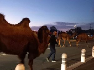 VIDÉO. Une dizaine d'animaux de cirque s'enfuient de leur enclos fracturé et se baladent en pleine nuit dans les rues de la ville