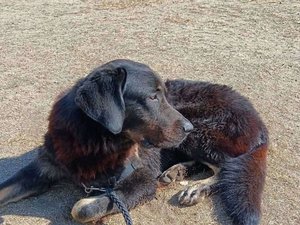Elle recherche son chien et tombe dans un puits : sauvée par deux autres chiens qui l'ont flairé, elle reprend sa quête les jours suivants