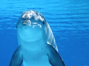 "L'hécatombe continue" : le dauphin Rocky est mort après son transfert de Marineland vers l'Espagne, le sixième cétacé à mourir depuis leur départ du parc français