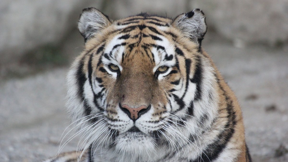 Un homme se jette dans l’enclos du tigre et se fait tuer sous les yeux des visiteurs : que s’est-il passé dans ce parc animalier du Royaume-Uni ?