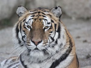 Un homme se jette dans l'enclos du tigre et se fait tuer sous les yeux des visiteurs : que s'est-il passé dans ce parc animalier du Royaume-Uni ?