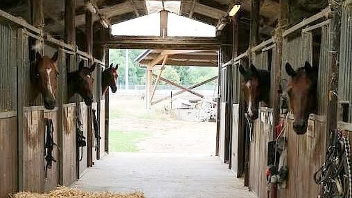 Des jeunes qui fêtaient un anniversaire dans une salle des fêtes vont dans le centre équestre voisin prendre un cheval pour le martyriser