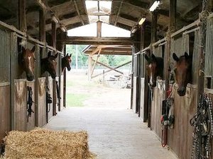 Des jeunes qui fêtaient un anniversaire dans une salle des fêtes vont dans le centre équestre voisin prendre un cheval pour le martyriser