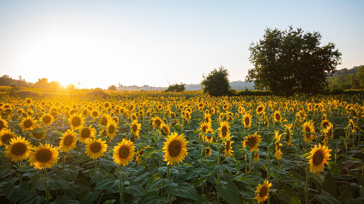 La barre des 30 °C va être franchie ce jeudi : voici où il va faire le plus chaud lors de cette courte parenthèse estivale