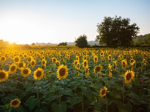 La barre des 30 °C va être franchie ce jeudi : voici où il va faire le plus chaud lors de cette courte parenthèse estivale