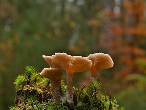 Elle part se promener en forêt pour cueillir des champignons, chute et se casse le col du fémur, la veille, déjà, quatre randonneurs s'étaient retrouvés coincés après avoir pris un mauvais itinéraire