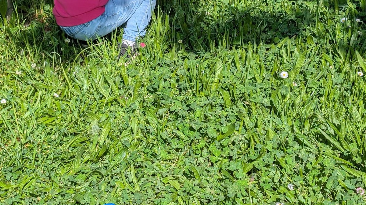 "Pour certains, la présence d’un animal peut faciliter l’expression" : la médiation animale pour le bien-être des enfants dans cette école de l'Aveyron