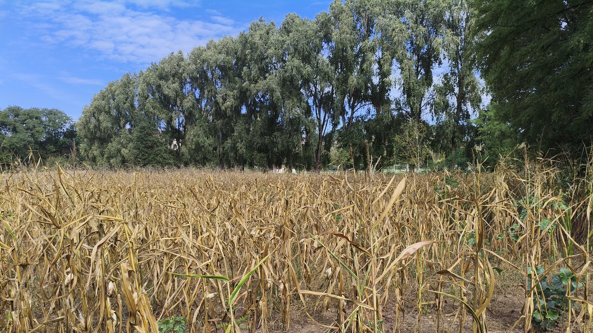 Canicule et perte de production : le plan Climat, adaptation, sécheresse, incendies (Casi) est déployé en Aveyron