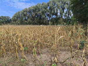 Canicule et perte de production : le plan Climat, adaptation, sécheresse, incendies (Casi) est déployé en Aveyron