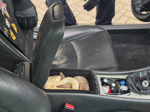 Les policiers interpellent un conducteur ivre et découvrent une véritable ménagerie dans sa voiture
