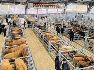 Des ventes électroniques grâce à des smartphones "cliqueurs" : en Aveyron, ce marché aux bestiaux entre dans une nouvelle ère