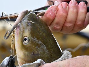 "Un croque-monsieur, ça fonctionne !", un pêcheur sort de l'eau un silure de 2,30 m grâce à cet appât inattendu