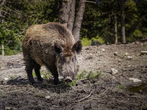 "Des dégâts très importants sur les semis" : les agriculteurs appelés à prendre les armes pour chasser les sangliers qui ravagent les cultures