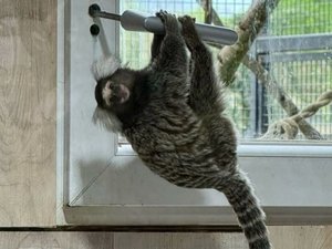 Un parc se fait voler tous ses singes dans la nuit : ils y avaient trouvé refuge des années en arrière justement pour échapper au marché noir