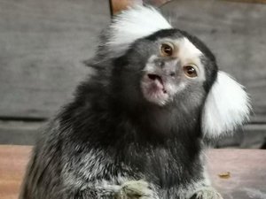 Singes volés dans le zoo de Lescar : presque tous les animaux ont été retrouvés en Occitanie, deux suspects interpellés, l'espoir renaît à Exotic Park